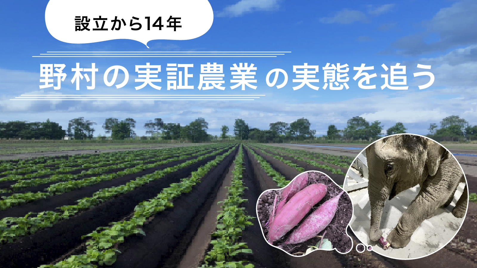 北海道江別市にある野村ファーム北海道。ここは野村ホールディングス傘下の実証農業で、約10種類の作物を栽培・加工し、販売しています。最近では、円山動物園と一緒に規格外野菜を活用した循環型農業にも挑戦中です。地方創生や循環型農業への取り組みを紹介します。